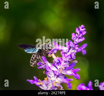 Violette Zimmermannsbiene auf einer Salbeiblume Stockfoto