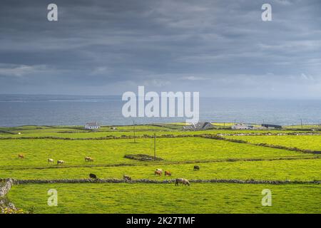 Viehherde, die auf grünen Weiden um ein kleines Dorf herum weidet, Cliffs of Moher, Irland Stockfoto