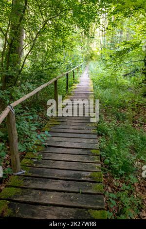 Boardwalk durch eine deutsche Moorwaldlandschaft mit Farnen, Moos und Gras Stockfoto