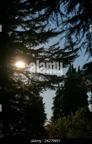 Untergehende Sonne scheint durch die Zweige der Nadelbäume Stockfoto