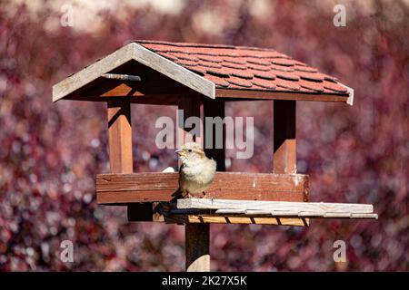Weibchen des Hausspatzen, Passer domesticus, in einfacher Vogelzucht Stockfoto