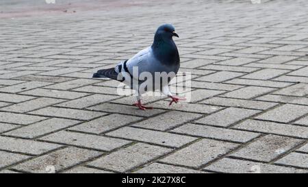 Eine Taube auf den Pflastersteinen. Wildvogel spazieren auf dem Platz. Foto einer einsamen grauen Taube auf dem Hintergrund von Pflastersteinen. Stockfoto