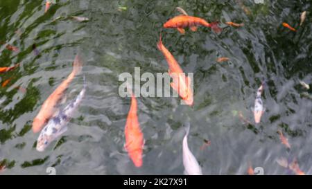Königlicher Karpfen im Teich. Japanisches Koi mit Blick auf das Wasser. Brokatkarpfen im Wasser. Heiliger Fisch. Zierfische aus der Unterart Amur Stockfoto