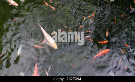 Königlicher Karpfen im Teich. Japanisches Koi mit Blick auf das Wasser. Brokatkarpfen im Wasser. Heiliger Fisch. Zierfische aus der Unterart Amur Stockfoto