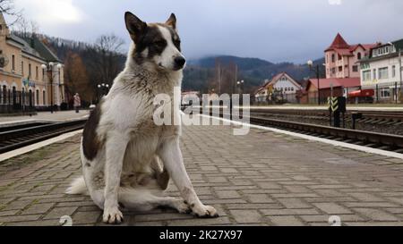 Weißer Hund mit schwarzen Flecken. Verspielter und hungriger Hund auf einem Vorstadtbahnhof inmitten von Bahngleisen und einer Attika des Bahnhofs folgt ein streunender Hund dem Zug Stockfoto