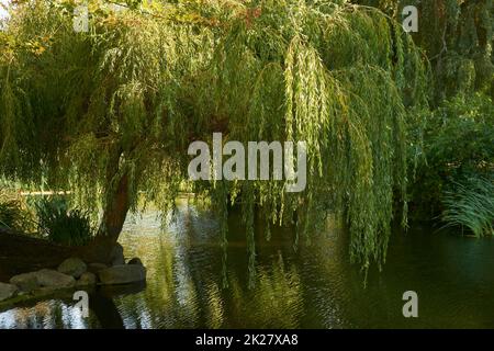 Trauerweide neben einem Teich im Sommer Stockfoto