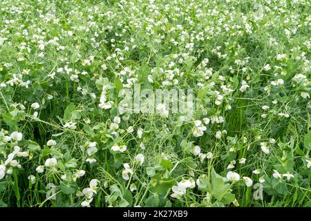 Erbsenfeld in Blüte im Frühling Stockfoto