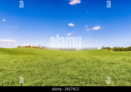 Berühmte Zypressengruppe in San Quirico d'Orcia, Toskana, Italien Stockfoto