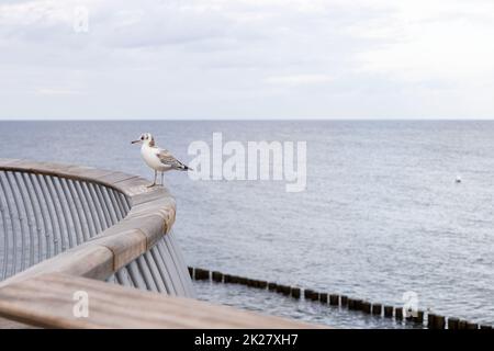 Eine Möwe sitzt auf dem Geländer des neuen Piers in Koserow auf der Insel Usedom. Stockfoto