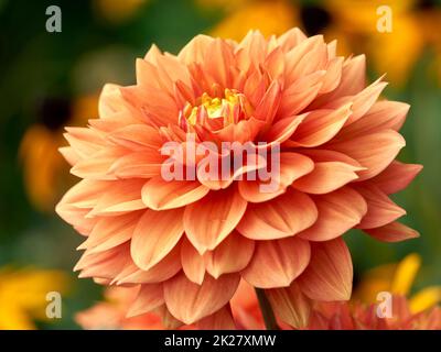 Nahaufnahme einer orangefarbenen Dahlia-Blume, die im Spätsommer blüht Stockfoto