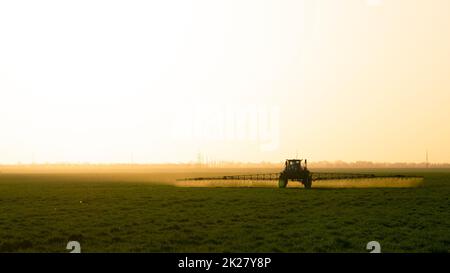 Traktor im Hintergrund bei Sonnenuntergang. Traktor mit hohen Rädern produziert Dünger auf jungen Weizen. Stockfoto