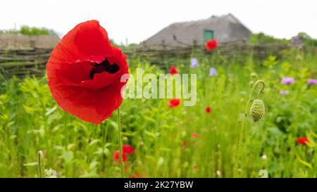 Rote Mohnblume, eine Gattung krautiger Pflanzen der Mohnfamilie, wächst an trockenen Stellen der Steppen, Halbwüsten, Wüsten, trockenen felsigen Hängen der Berge. Schöner Hintergrund mit Kopierbereich. Stockfoto