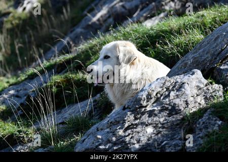 Französischer Berghund in den pyrenäen, der eine Herde Schafe am Col du Somport in den pyrenäen bewacht, die an Frankreich und Spanien angrenzen, Canfranc Spanien Stockfoto