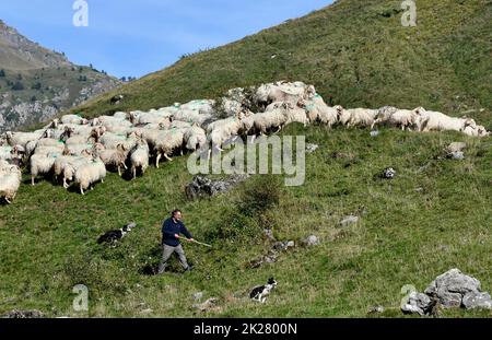 Der französische Alpenshirte hütet seine Schafe mit Border Collie-Schafhunden am Col du Somport in den pyrenäen an der Grenze zu Frankreich und Spanien Canfran Stockfoto