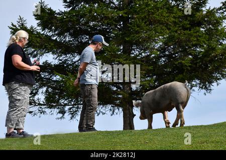 Die Besucher beobachten ein Schwein, das auf dem Col du Soulor in den pyrenäen, die an Frankreich und Spanien Grenzen, vorbei schlendert Stockfoto