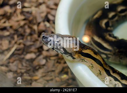 Kopf der Kugelpython (Python regius), auch die königliche Python genannt Stockfoto