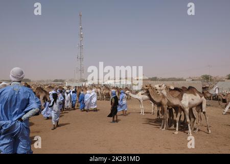 Hirten und Kamele auf dem Kamelmarkt außerhalb von Nouakchott Mauretania Stockfoto