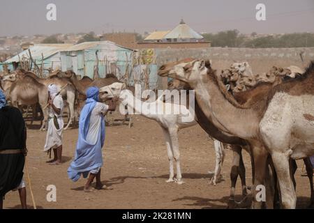 Kamelhirten in Westafrika Mauretanien Stockfoto