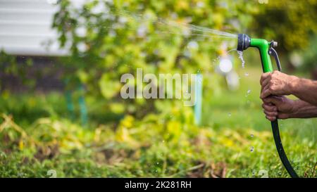 Bauernhand mit Gartenschlauch und Pistolendüse zur Bewässerung von Gemüsepflanzen im Sommer. Gartenkonzept. Landwirtschaftliche Pflanzen wachsen in Bettreihen Stockfoto