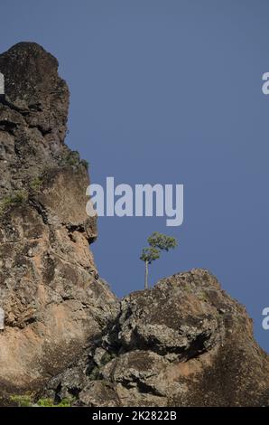 Pinus canariensis aus der Kanarischen Insel wächst in einer felsigen Klippe. Der Nublo Rural Park. Tejeda. Gran Canaria. Kanarische Inseln. Spanien. Stockfoto