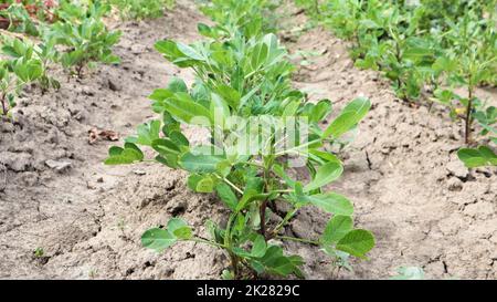 Im Gemüsegarten wachsen im Freiland Erdnussbüsche im Boden. Erdnussbaum auf landwirtschaftlichen Plantagen Stockfoto