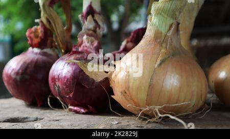 Frische große gelbe und rote Zwiebeln auf einem sehr alten Eichenholzbrett im Freien. Mehrjähriges Kraut der Zwiebelfamilie, eine weit verbreitete Gemüsepflanze. Stockfoto