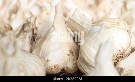 Eine Menge knoblauch aus messidor ist unter freiem Himmel verteilt. Diese Sorte ist von hoher Qualität, reift früh und hat einen hohen Ertrag, der in Holland angebaut wird. Stockfoto