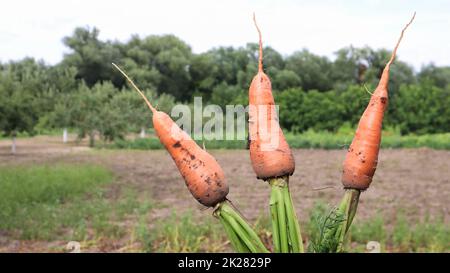 Frisch gegrabene Karotten mit Oberteilen im Hintergrund eines Gemüsegartens an einem sonnigen Tag im Freien. Große ungewaschene Karotten im Nahbereich. Ernte einer neuen Gemüsepflanze auf dem Land. Stockfoto