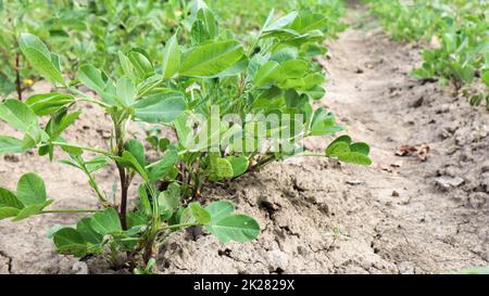 Im Gemüsegarten wachsen im Freiland Erdnussbüsche im Boden. Erdnussbaum auf landwirtschaftlichen Plantagen Stockfoto