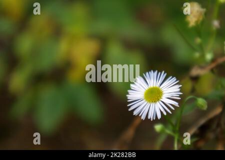 Mehrjährige Gänseblümchen. Bellis perennis. Kamille blüht im Frühjahr auf dem Rasen. Englische Kamille, viele weiße Blüten mit grünem Gras. Stockfoto