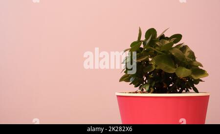 Eine kleine grüne Pflanze in einem pinkfarbenen Blumentopf an der Wand, lila gestrichen. Wunderschöner, zarter und heller Hintergrund mit Kopierraum. Grüne Blume, Geldbaum mit pinkfarbenem Hintergrund. Stockfoto