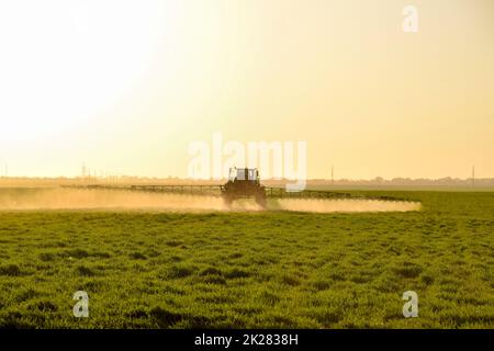 Traktor auf den Sonnenuntergang im Hintergrund. Traktor mit hohen Rädern ist das Machen von Dünger auf jungen Weizen. Die Verwendung von fein verteilten Sprühnebel Chemikalien Stockfoto