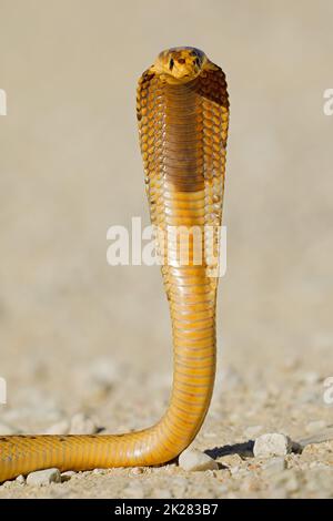 Defensive Kap-Kobra - Kalahari-Wüste Stockfoto