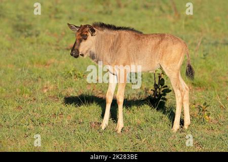 Blaues Gnus-Kalb - Südafrika Stockfoto