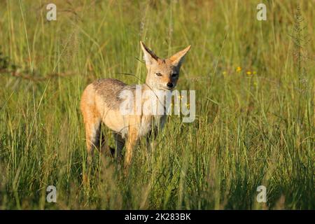 Schwarzer Schakal im Grasland Stockfoto