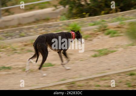 Spanisches galgo Canis familiaris Trabrennen. Stockfoto