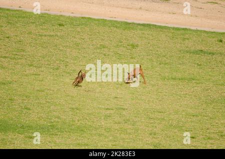 Hunde sind im Park zu spielen. Stockfoto