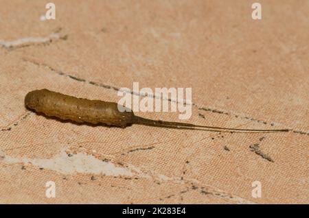 Rattenschwanzmade sucht einen geeigneten Platz zum Puppen. Stockfoto