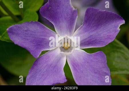 Blüte des Bigleaf-Periwinkle Vinca Major. Stockfoto