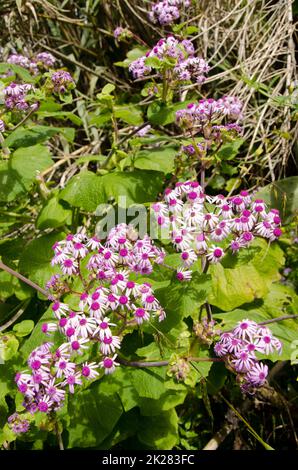 Blumen der Pflanze Pericallis webbii. Stockfoto