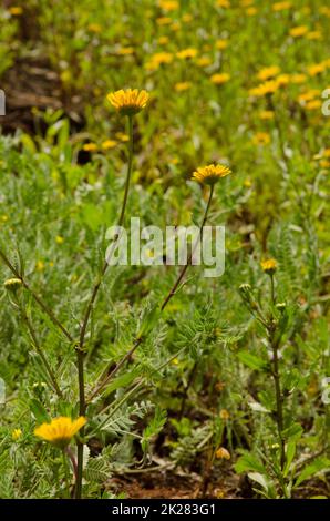 Garland chrysanthemum Glebionis coronaria in Blüte. Stockfoto