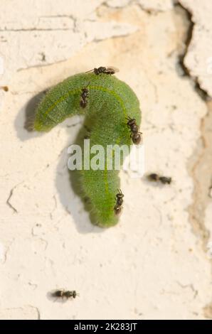 Weißer Schmetterlingsparasit, der seine Eier auf eine Raupe aus kleinem Weiß legen will. Stockfoto