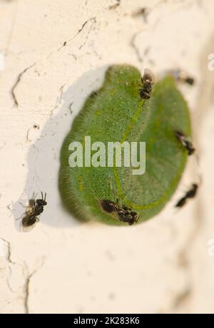 Weißer Schmetterlingsparasit, der seine Eier auf eine Raupe aus kleinem Weiß legen will. Stockfoto