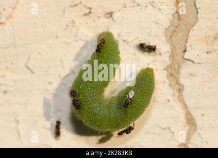 Weißer Schmetterlingsparasit, der seine Eier auf eine Raupe aus kleinem Weiß legen will. Stockfoto