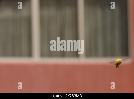 Männliche Tischlerbiene im Flug. Stockfoto