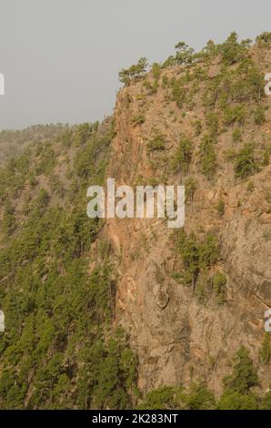 Klippen und Wald der Kanarischen Kiefer Stockfoto