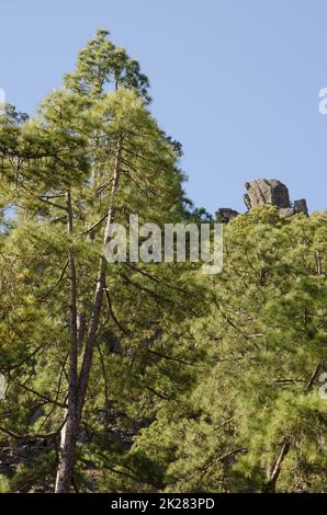 Wald von Kiefern und Klippen der Kanarischen Inseln. Stockfoto