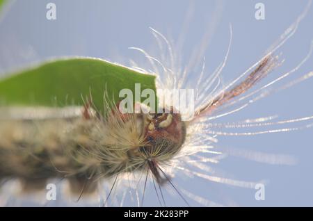 Raupe der Motte Calliteara fortunata. Stockfoto