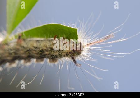 Raupe der Motte Calliteara fortunata frisst ein Blatt von Baum lucerne Chamaecytisus proliferus. Inagua. Gran Canaria. Kanarische Inseln. Spanien. Stockfoto