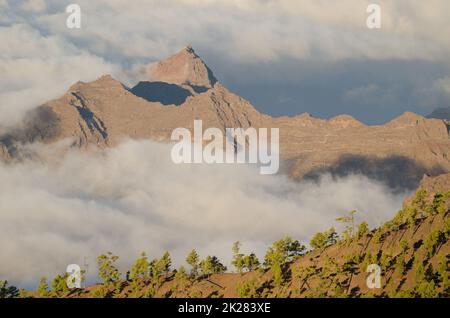 Kiefernwald der Kanarischen Inseln und Klippen im Südwesten von Gran Canaria. Stockfoto